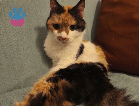 Ön patisi engelli kedi - 9654 - Görsel 3