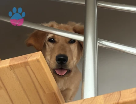 6 Aylık Golden Retriever Erkek - 9656