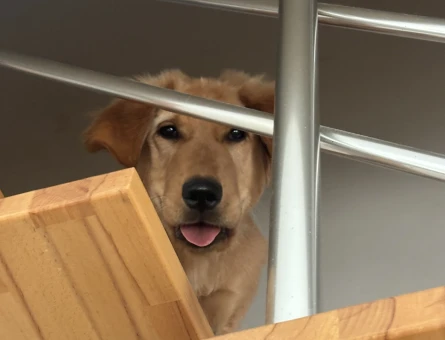6 Aylık Golden Retriever Erkek - 9656
