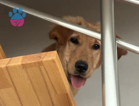 6 Aylık Golden Retriever Erkek - 9656 - Görsel 3