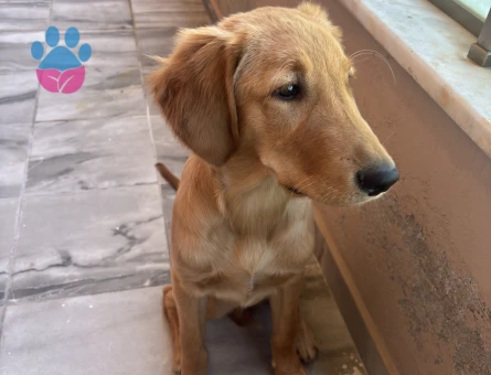 6 Aylık Golden Retriever Erkek - 9656 - Görsel 4