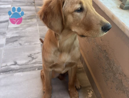 6 Aylık Golden Retriever Erkek - 9656 - Görsel 5