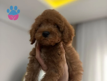 ilan başlığı  AŞILI WC EĞİTİMLİ TOY POODLE YAVRULAR - 9658