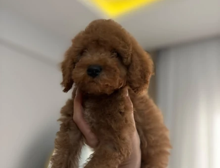 ilan başlığı  AŞILI WC EĞİTİMLİ TOY POODLE YAVRULAR - 9658