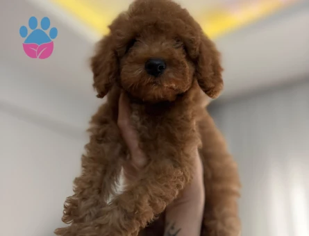 ilan başlığı  AŞILI WC EĞİTİMLİ TOY POODLE YAVRULAR - 9658 - Görsel 3