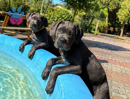 Cane corsa - 9659 - Görsel 2