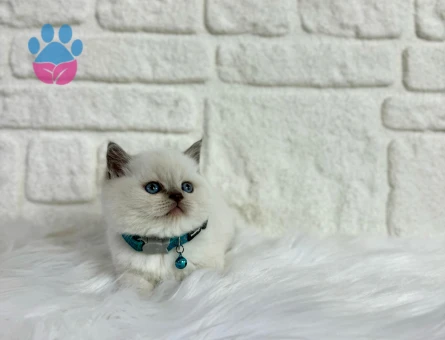 British Shorthair Bluepoint Erkek