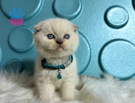 Scottish Fold Erkek Bluepoint 2 Aylık