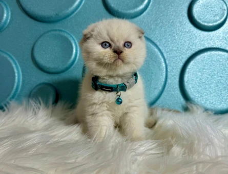 Scottish Fold Erkek Bluepoint 2 Aylık