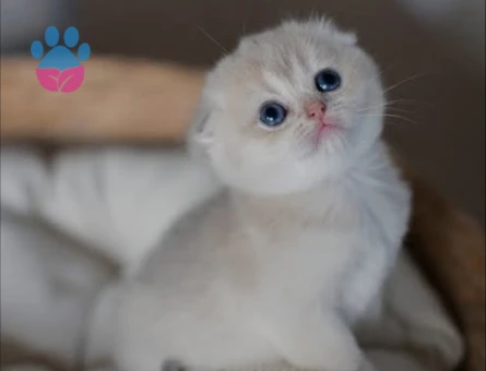 Scotish fold golden ve silver saf kan