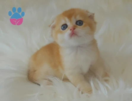 Scotish fold golden ve silver saf kan