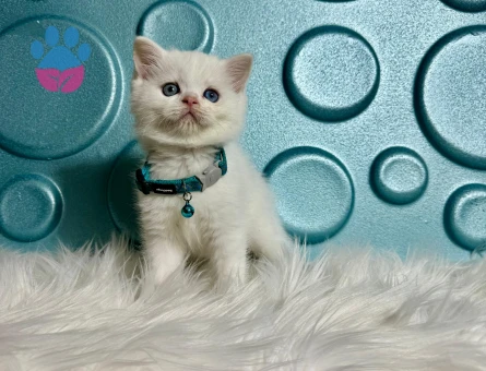 British Shorthair Erkek Beyaz Mavi Gözlü