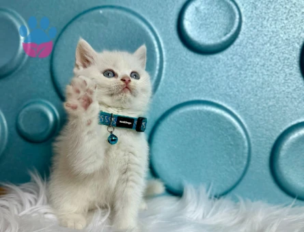 Kar Beyazı British Shorthair 2 Aylık Erkek
