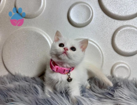 2 Aylık Dişi British Shorthair Maviş Yavrumuz