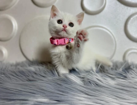 2 Aylık Dişi British Shorthair Maviş Yavrumuz