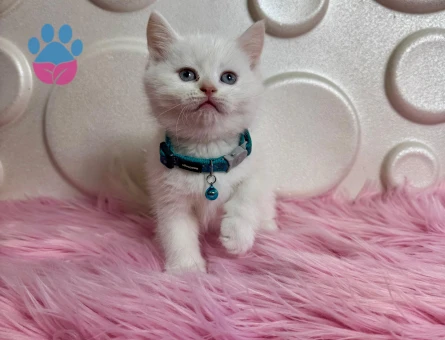 British Shorthair Bembeyaz 2 Aylık Erkek