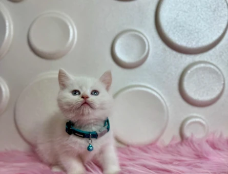 British Shorthair Bembeyaz 2 Aylık Erkek