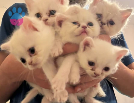 Yavrularımıza Yuva Arıyoruz