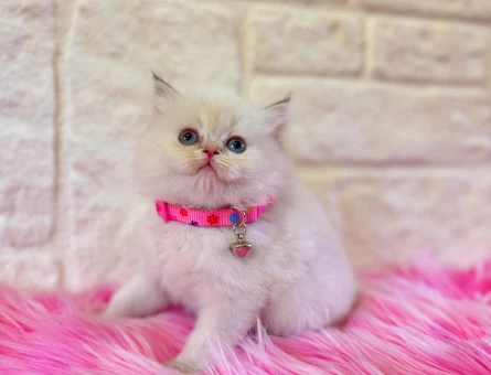 British Shorthair Bluepoint Dişi 2 Aylık