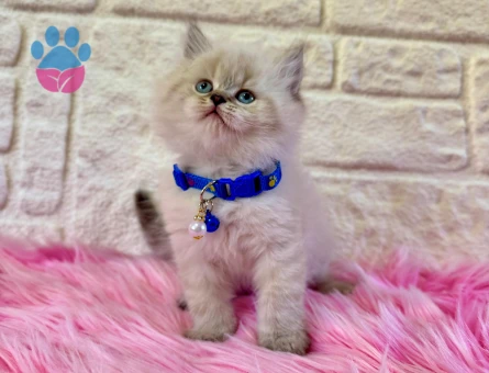 British Longhair Erkek Bluepoint 2 Aylık