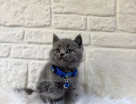 British Shorthair Duman Rengi Erkek 2 Aylık