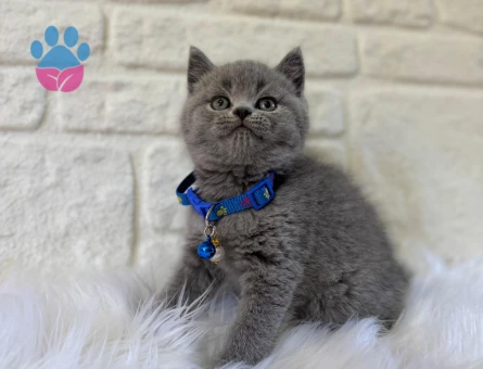 British Shorthair Duman Rengi Erkek 2 Aylık