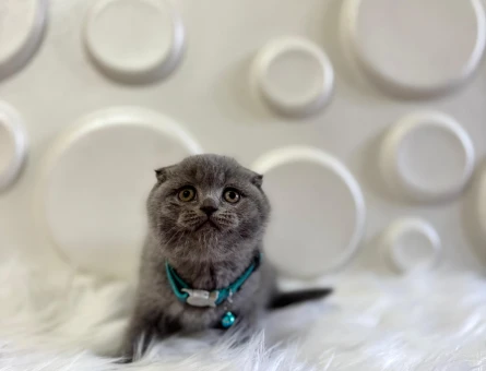 Scottish Fold Erkek 2 Aylık Topaç Kafa Gri