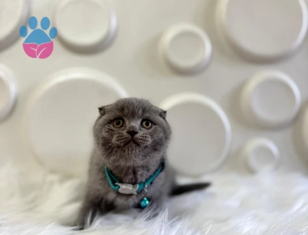 Scottish Fold Erkek 2 Aylık Topaç Kafa Gri