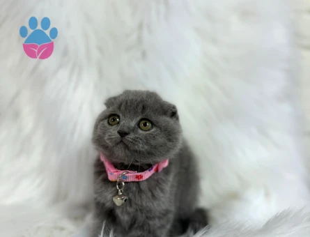 Scottish Fold Gri Dişi Topaç Kafa 2 Aylık