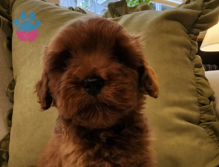 Veteriner teknikerinden kızıl kahve şipşirin maltipoo