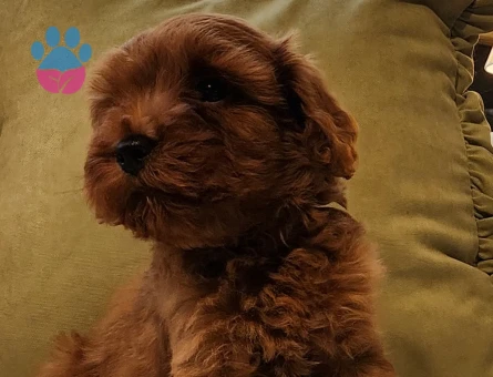 Veteriner teknikerinden kızıl kahve şipşirin maltipoo