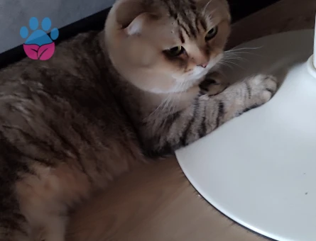 Bu yakışıklıya sıcak bir yuva arıyoruz