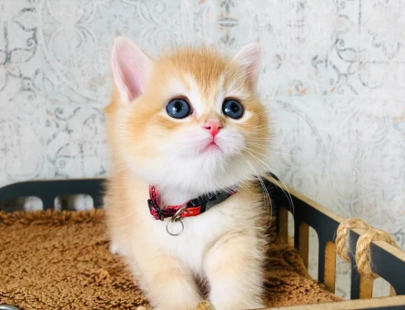 British Shorthair Golden 2 Aylık