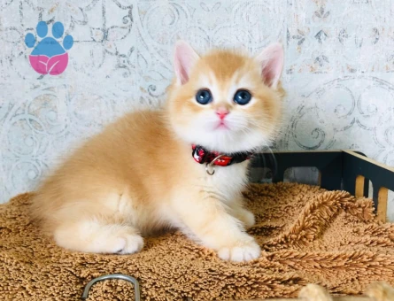 British Shorthair Golden 2 Aylık