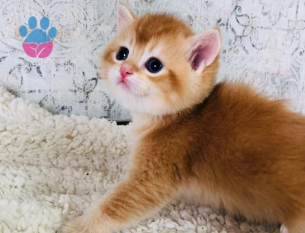 British Shorthair Golden 2 Aylık