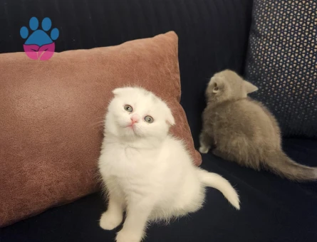 British Shorthair 2 Aylık Yavrular