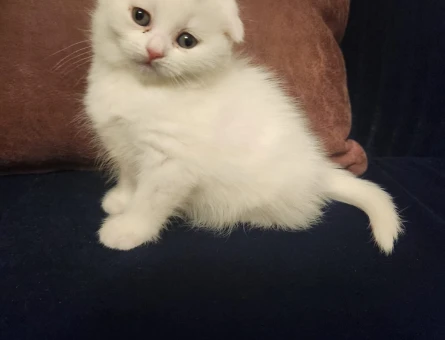 British Shorthair 2 Aylık Yavrular