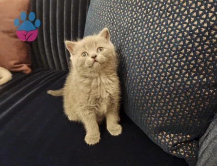British Shorthair 2 Aylık Yavrular