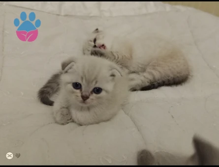 Scottish Fold Prensim ve Prensesim
