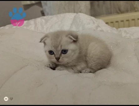 Scottish Fold Prensim ve Prensesim