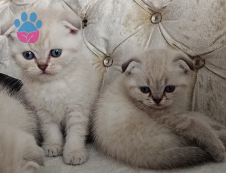 Scottish Fold Prensim ve Prensesim