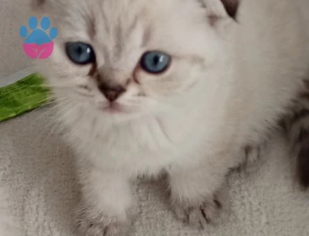 Scottish Fold Prensim ve Prensesim