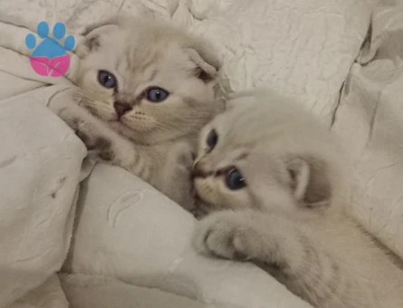 Scottish Fold Prensim ve Prensesim