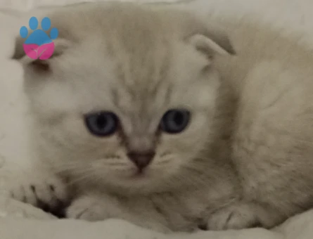 Scottish Fold Prensim ve Prensesim