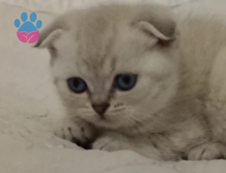 Scottish Fold Prensim ve Prensesim