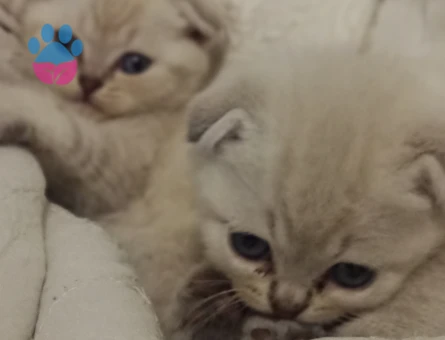 Scottish Fold Prensim ve Prensesim