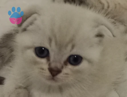 Scottish Fold Prensim ve Prensesim