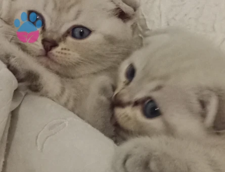 Scottish Fold Prensim ve Prensesim