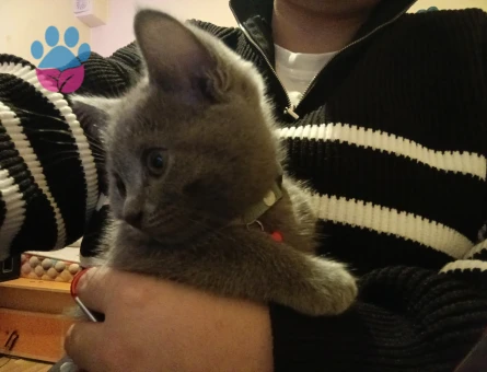 British Shorthair 3 Aylık