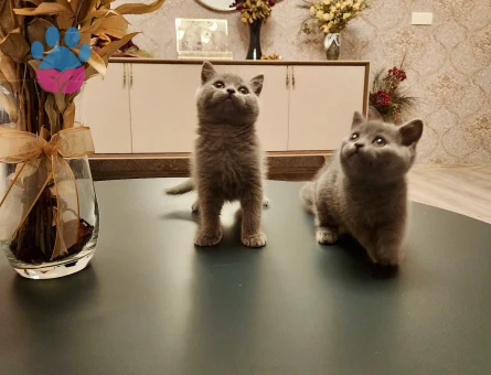 British Shorthair 2 Aylık Erkek